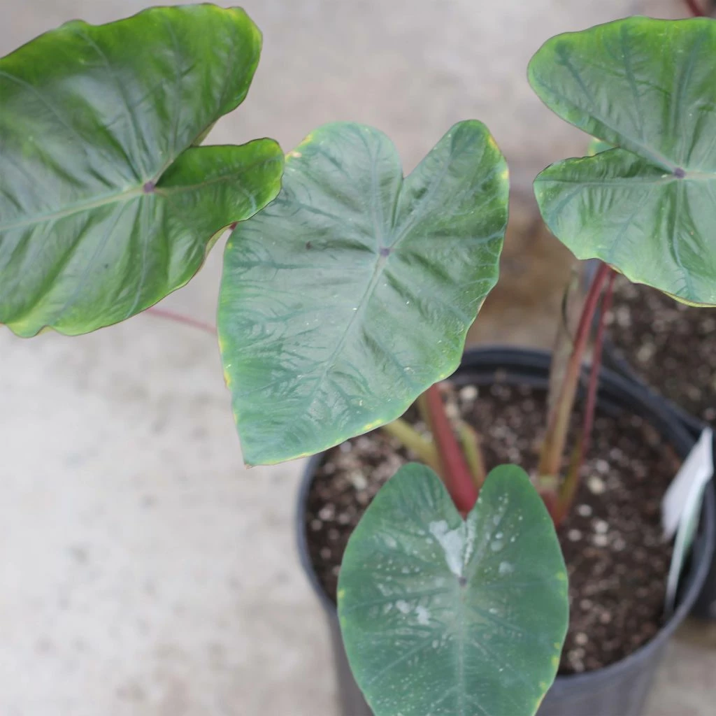 Colocasia Hawaiian Punch - Taro 3 Colocasia Hawaiian Punch - Taro