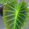 Colocasia Imperial Gigante - Oreille D'Eléphant -Promesse de fleurs Boutique Colocasia Imperial Gigante 83273 1