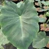 Colocasia Jack's Giant - Oreille D'éléphant 1 Colocasia Jack's Giant - Oreille D'éléphant -Promesse de fleurs Boutique Colocasia Jack s Giant Oreille d elephant 16647 1