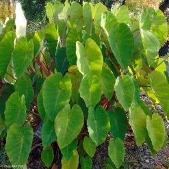 Colocasia Pink China - Oreille D'Eléphant