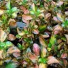 Coprosma Evening Glow 1 Coprosma Evening Glow -Promesse de fleurs Boutique Coprosma Evening Glow 83276 1