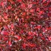 Coprosma Pacific Sunset -Promesse de fleurs Boutique Coprosma repens Pacific Sunset 88790 1