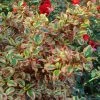 Coprosma Repens Pink Splendor 2 Coprosma Repens Pink Splendor -Promesse de fleurs Boutique Coprosma repens Pink Splendor LD 18454 1