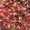Coprosma (x) Repens Fire Burst 2 Coprosma (x) Repens Fire Burst -Promesse de fleurs Boutique Coprosma x repens Fire Burst IF 16236 1