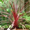 Cordyline Australis Cherry Sensation -Promesse de fleurs Boutique Cordyline australis Cherry Sensation 1004552 1