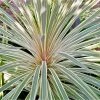 Cordyline Australis Pink Champagne -Promesse de fleurs Boutique Cordyline australis Pink Champagne V 1004561 1