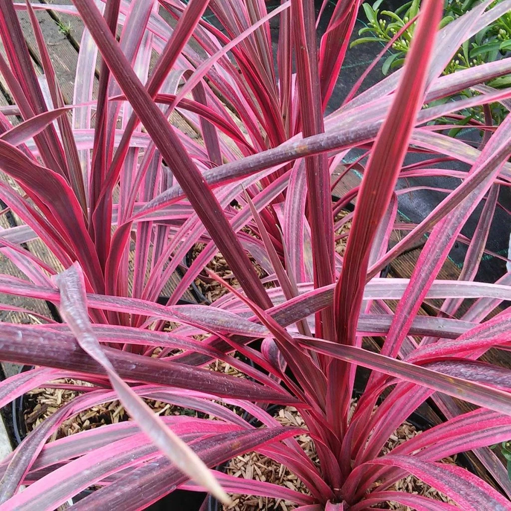 Cordyline Australis Pink Passion 3 Cordyline Australis Pink Passion