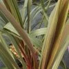 Cordyline Australis Sundance -Promesse de fleurs Boutique Cordyline australis Sundance 84626 1 2