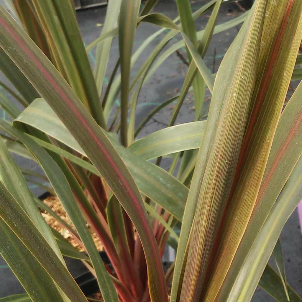 Cordyline Australis Sundance 3 Cordyline Australis Sundance