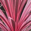 Cordyline Australis Sunrise 1 Cordyline Australis Sunrise -Promesse de fleurs Boutique Cordyline australis Sunrise 81583 1