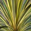 Cordyline Australis Torbay Dazzler -Promesse de fleurs Boutique Cordyline australis Torbay Dazzler 83280 1