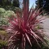 Cordyline Banksii Electric Pink -Promesse de fleurs Boutique Cordyline banksii Electric Pink 100458 1