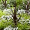 Cordyline Obtecta Superstar -Promesse de fleurs Boutique Cordyline obtecta Superstar 87381 1