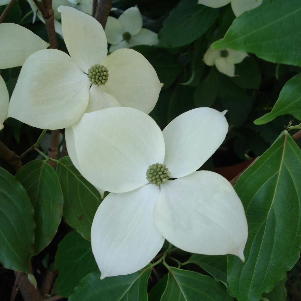 Cornus Eddie's White Wonder - Cornouiller Hybride. 3 Cornus Eddie's White Wonder - Cornouiller Hybride.