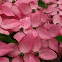 Cornus Kousa Scarlet Fire - Cornouiller Du Japon