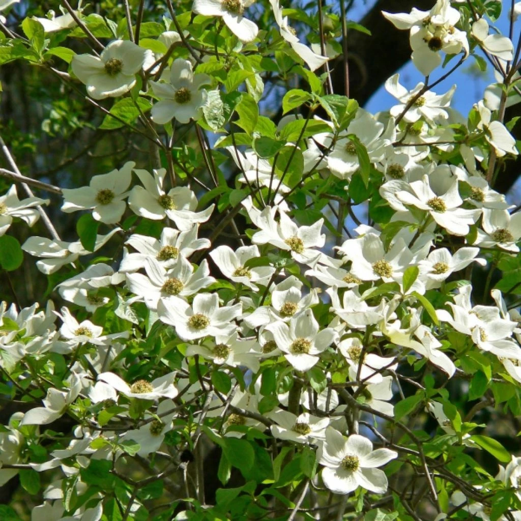 Cornus Ascona - Cornouiller à Fleurs 3 Cornus Ascona - Cornouiller à Fleurs