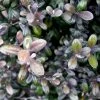 Corokia Virgata Frosted Chocolate - Corokie
