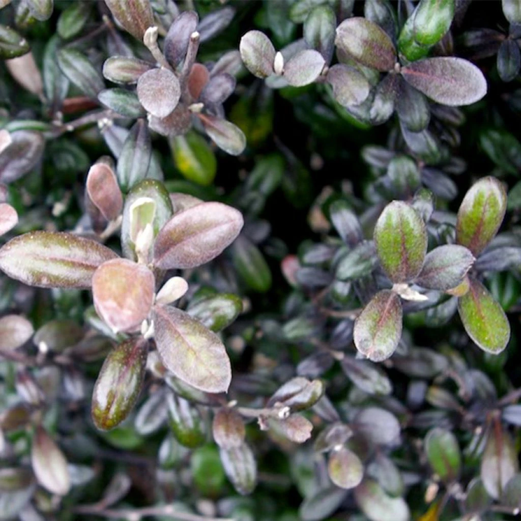 Corokia Virgata Frosted Chocolate - Corokie 3 Corokia Virgata Frosted Chocolate - Corokie