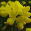 Coronilla Valentina Glauca - Coronille Glauque 2 Coronilla Valentina Glauca - Coronille Glauque -Promesse de fleurs Boutique Coronilla valentina Glauca 83281 1