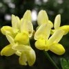 Coronille - Coronilla Valentina Subsp. Glauca Citrina -Promesse de fleurs Boutique Coronilla valentina subsp glauca Citrina 82796 1