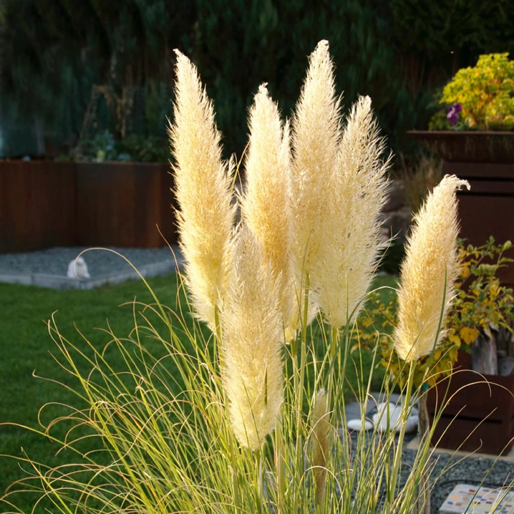 Cortaderia Selloana Mini Pampas - Herbe De La Pampa 3 Cortaderia Selloana Mini Pampas - Herbe De La Pampa
