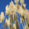 Cortaderia Selloana Sunningdale Silver -Promesse de fleurs Boutique Cortaderia selloana Sunningdale Silver 81126 1