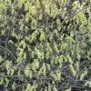 Corylopsis Spicata - Faux Noisetier -Promesse de fleurs Boutique Corylopsis spicata ld wallygrom 781583 1