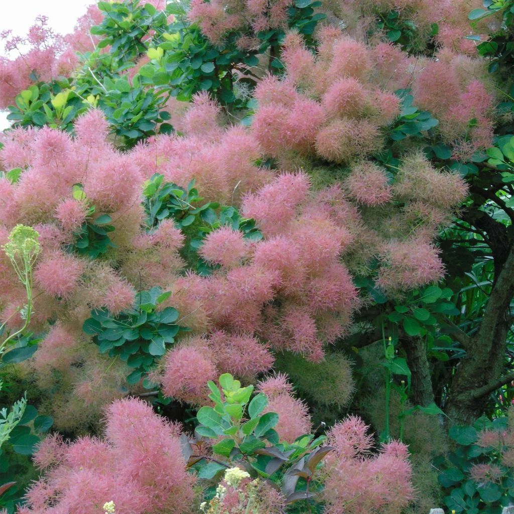 Cotinus Smokey Joe - Arbre à Perruque Nain. 3 Cotinus Smokey Joe - Arbre à Perruque Nain.