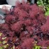 Cotinus Coggygria Dusky Maiden - Arbre à Perruques 2 Cotinus Coggygria Dusky Maiden - Arbre à Perruques -Promesse de fleurs Boutique Cotinus coggygria Dusky Maiden 781666 1 1