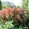 Cotinus Coggygria Red Spirit - Arbre à Perruque -Promesse de fleurs Boutique Cotinus coggygria Red Spirit 100085 1 1