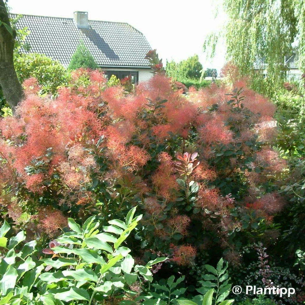 Cotinus Coggygria Red Spirit - Arbre à Perruque 3 Cotinus Coggygria Red Spirit - Arbre à Perruque