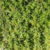 Cotoneaster Adpressus - Cotonéaster Rampant. -Promesse de fleurs Boutique Cotoneaster adpressus 84025 1