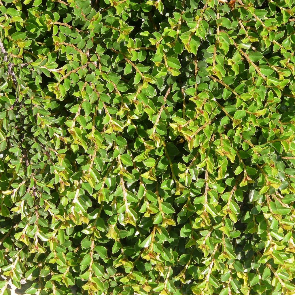 Cotoneaster Adpressus - Cotonéaster Rampant. 3 Cotoneaster Adpressus - Cotonéaster Rampant.