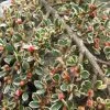 Cotoneaster Horizontalis Variegatus - Cotonéaster Rampant -Promesse de fleurs Boutique Cotoneaster horizontalis Variegatus ld wallygrom 781586 1