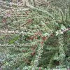 Cotoneaster Microphyllus - Cotonéaster à Petites Feuilles -Promesse de fleurs Boutique Cotoneaster microphyllus ld wallygrom 781587 1