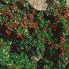 Cotoneaster Procumbens Streibs Findling - Cotonéaster Rampant -Promesse de fleurs Boutique Cotoneaster procumbens Streibs Findling 87474 1