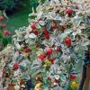 Cotoneaster Suecicus Juliette -Promesse de fleurs Boutique Cotoneaster suecicus Juliette 87231 1