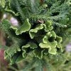 Cèdre Du Japon Cristata - Cryptomeria Japonica -Promesse de fleurs Boutique Cryptomeria japonica Cristata 87747 1
