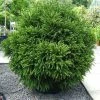 Cèdre Du Japon Globosa Nana - Cryptomeria Japonica -Promesse de fleurs Boutique Cryptomeria japonica Globosa Nana 87749 1