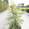 Cryptomeria Japonica Sekkan Sugi -Promesse de fleurs Boutique Cryptomeria japonica Sekkan Sugi 84030 1