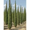 Cupressus Sempervirens Garda - Cyprès D'Italie, De Provence 2 Cupressus Sempervirens Garda - Cyprès D'Italie, De Provence -Promesse de fleurs Boutique Cupressus sempervirens Garda 1004842 1