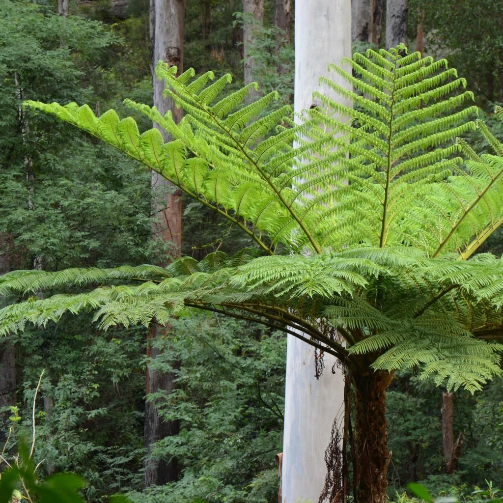 Cyathea Cooperi - Fougère Arborescente 3 Cyathea Cooperi - Fougère Arborescente