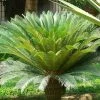 Cycas Revoluta - Cycas Du Japon -Promesse de fleurs Boutique Cycas revoluta 83284 1