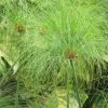 Cyperus Papyrus - Papyrus