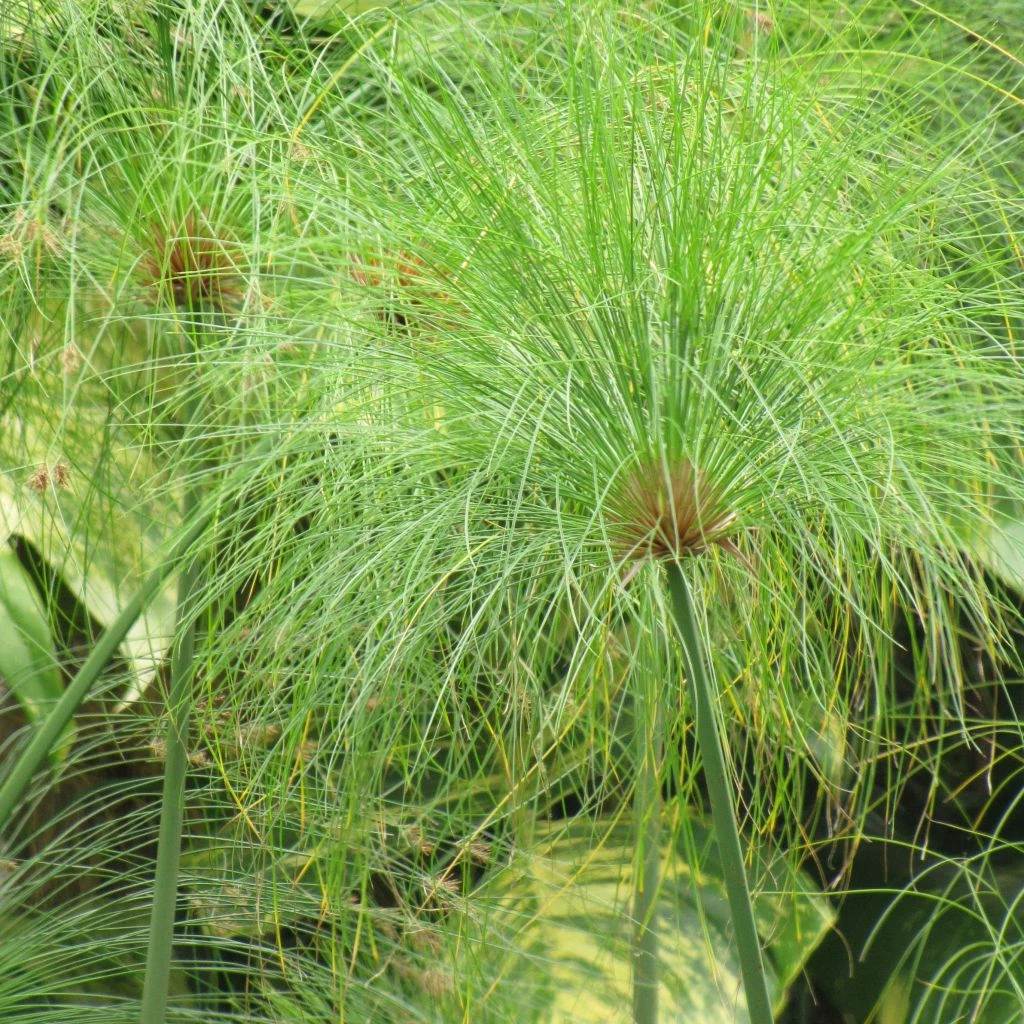 Cyperus Papyrus - Papyrus 3 Cyperus Papyrus - Papyrus