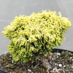 Chamaecyparis Obtusa Butterball - Cyprès Hinoki Du Japon