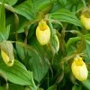 Cypripedium Kristi Lyn - Sabot De Vénus Hybride -Promesse de fleurs Boutique Cypripedium Kristi Lyn Sabot de Venus hybride copyright 173610 1