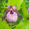 Cypripedium Lucy Pinkepank - Orchidée De Jardin Hybride, Sabot De Vénus -Promesse de fleurs Boutique Cypripedium Lucy Pinkepank copyright 17362 1