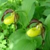 Cypripedium Calceolus - Sabot De Venus -Promesse de fleurs Boutique Cypripedium calceolus ld urjsa 80044 1