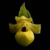 Cypripedium Flavum - Sabot De Vénus Jaune Pâle -Promesse de fleurs Boutique Cypripedium flavum 80352 1